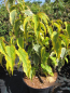 Preview: Stachyurus chinensis Joy Forever - Gelbbunter Perlschweif Joy Forever